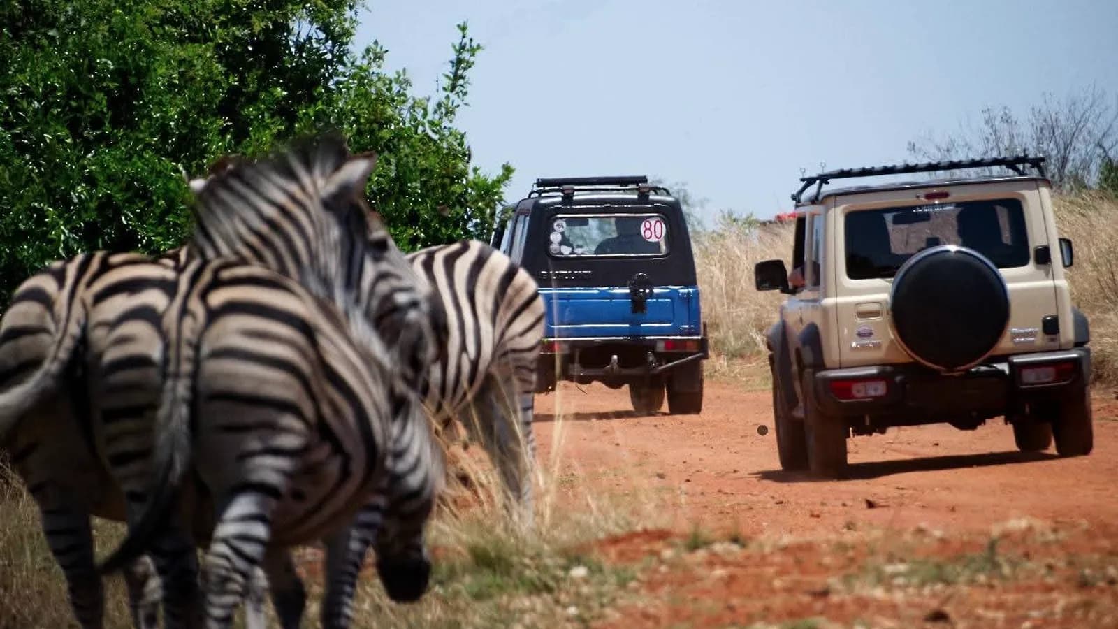 Safari self drive cover image