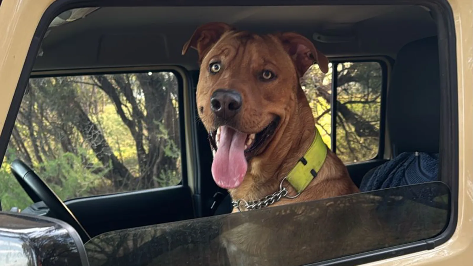 Waffles and wagging tails cover image